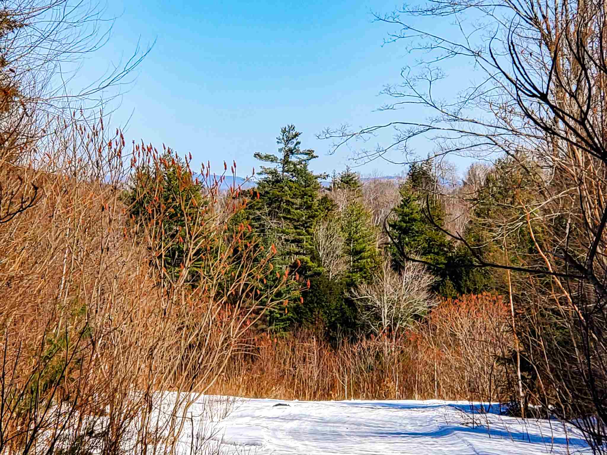 84 Walker Road Grafton, VT 05146 - Photo 7 of 40