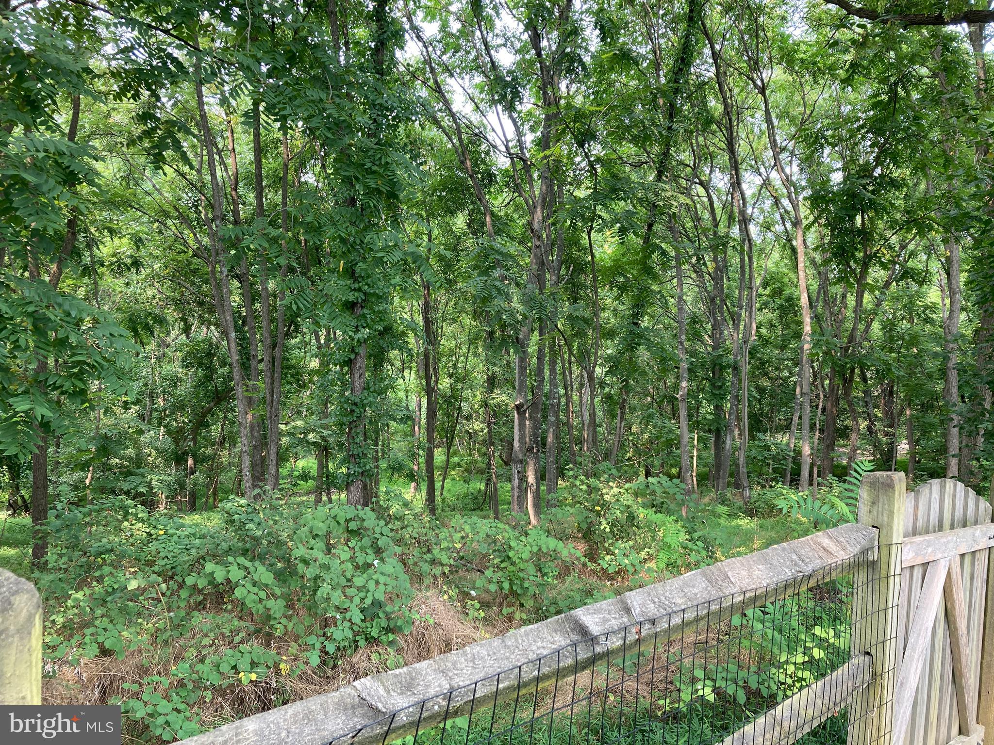 6916 Fox Chase Road New Market, MD 21774 - Photo 36 of 43 Surrounded by nature.