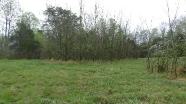 a view of a yard
