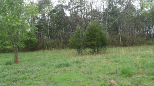 0 Denton Road Moss, TN 38575 - Photo 17 of 80 a view of lush green forest