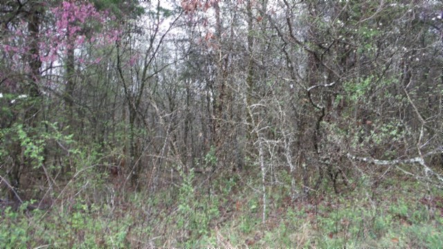 0 Denton Road Moss, TN 38575 - Photo 20 of 80 a view of a yard with a trees