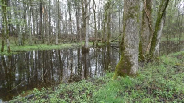 a view of a lush green forest with lots of trees