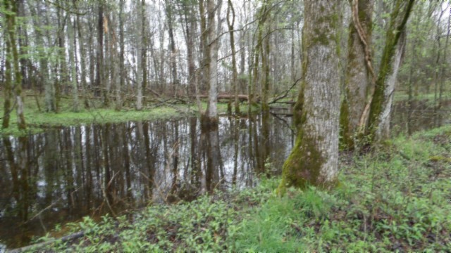 0 Denton Road Moss, TN 38575 - Photo 2 of 80 a view of a lush green forest with lots of trees