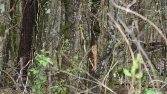 0 Denton Road Moss, TN 38575 - Photo 21 of 80 a close up of a plant