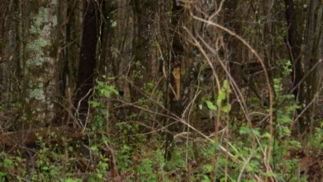 a view of a field of grass and trees