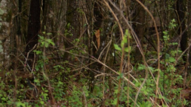 0 Denton Road Moss, TN 38575 - Photo 23 of 80 a close up of a plant