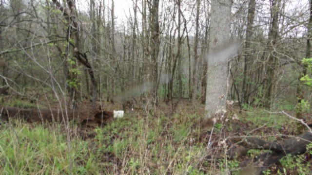 0 Denton Road Moss, TN 38575 - Photo 28 of 80 a view of a yard with large trees
