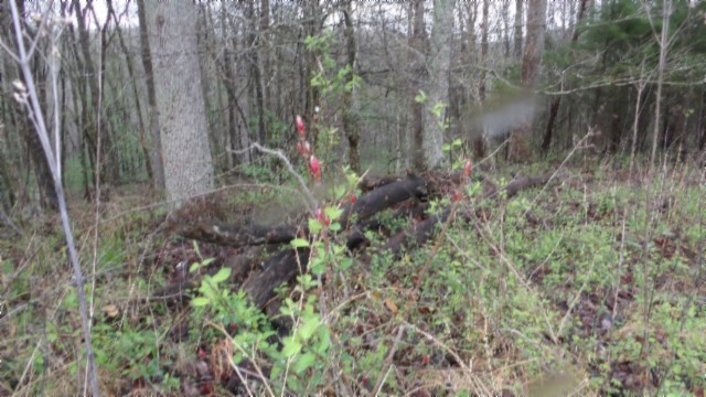 0 Denton Road Moss, TN 38575 - Photo 29 of 80 a backyard of a house with lots of green space and trees