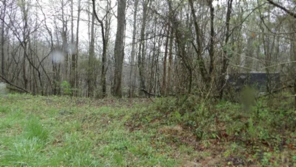 a view of a yard with lots of trees
