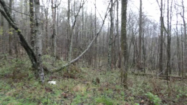 a view of a yard with large trees