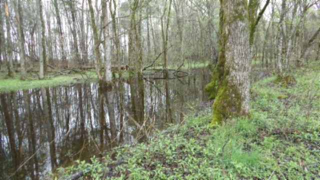 0 Denton Road Moss, TN 38575 - Photo 4 of 80 a view of a yard with plants and wooden fence