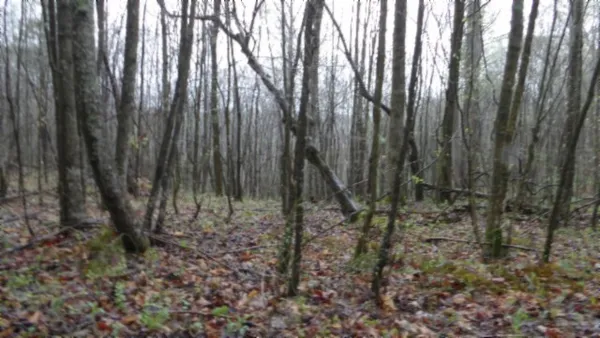 a view of a forest with trees in the background