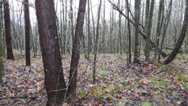 0 Denton Road Moss, TN 38575 - Photo 42 of 80 a view of a yard with lots of green space and garden