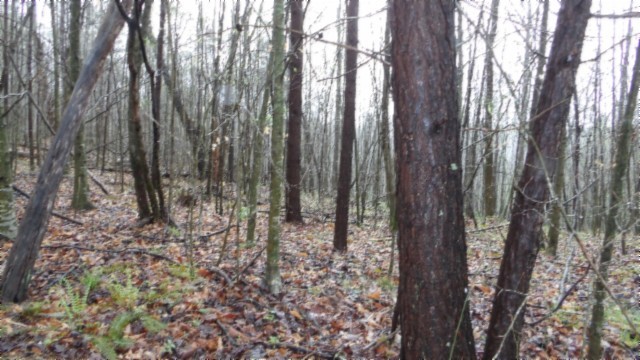 0 Denton Road Moss, TN 38575 - Photo 46 of 80 a view of a forest