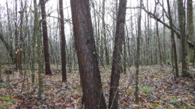 0 Denton Road Moss, TN 38575 - Photo 47 of 80