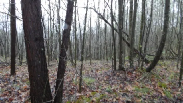 a view of a forest with trees in the background
