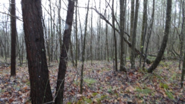 0 Denton Road Moss, TN 38575 - Photo 48 of 80