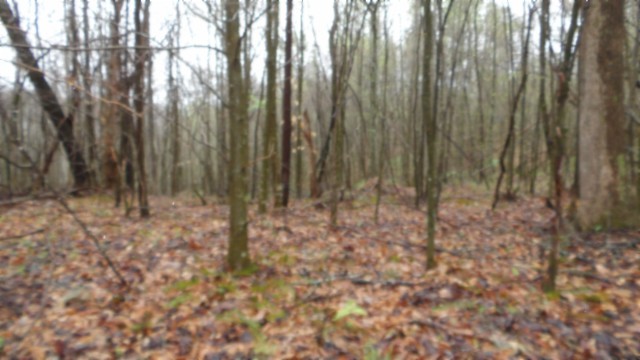 0 Denton Road Moss, TN 38575 - Photo 50 of 80 a view of room with trees