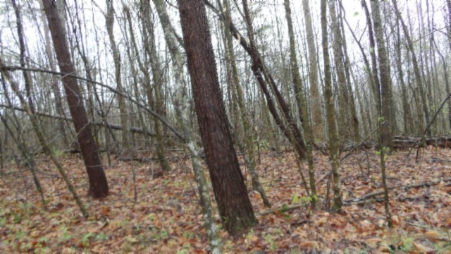 0 Denton Road Moss, TN 38575 - Photo 52 of 80 a view of a yard with lots of trees