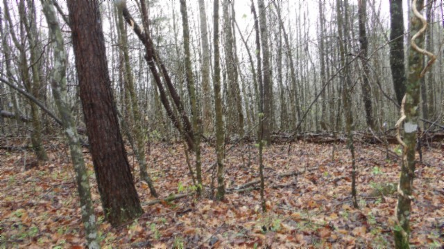 0 Denton Road Moss, TN 38575 - Photo 53 of 80