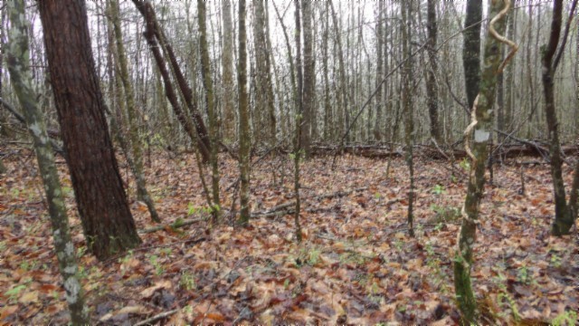 0 Denton Road Moss, TN 38575 - Photo 54 of 80 a view of a yard with lots of trees