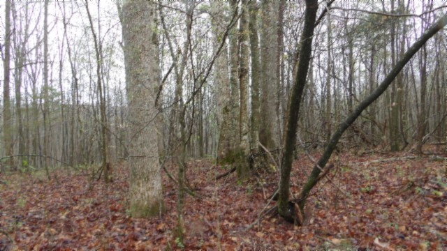 0 Denton Road Moss, TN 38575 - Photo 57 of 80 a view of a yard with large trees