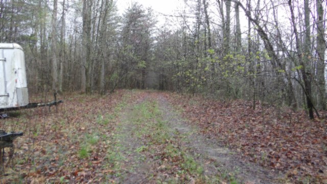 0 Denton Road Moss, TN 38575 - Photo 59 of 80 a view of a forest with trees in the background