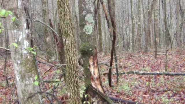 $119,000 | 0 Denton Road, Moss, TN 38575