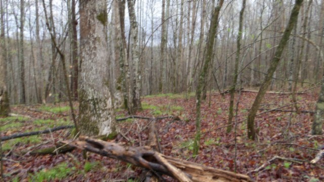 0 Denton Road Moss, TN 38575 - Photo 69 of 80