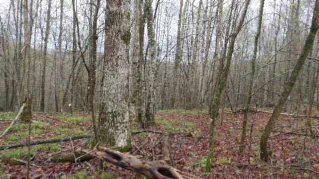 $119,000 | 0 Denton Road, Moss, TN 38575