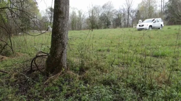 a view of a trees in a yard