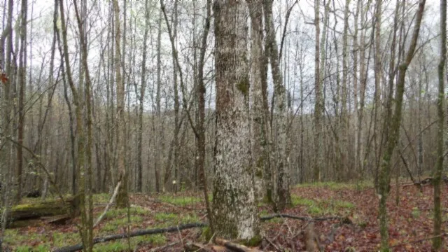 $119,000 | 0 Denton Road, Moss, TN 38575