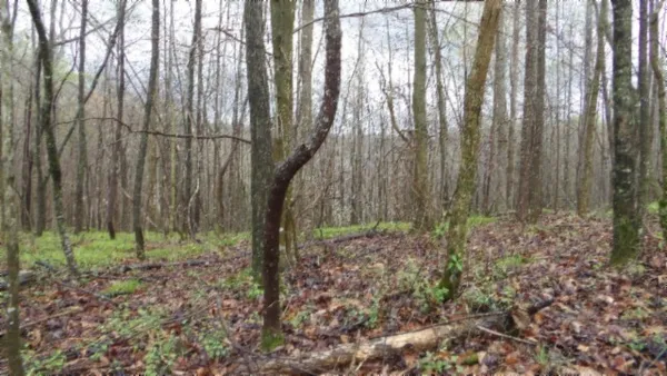 $119,000 | 0 Denton Road, Moss, TN 38575