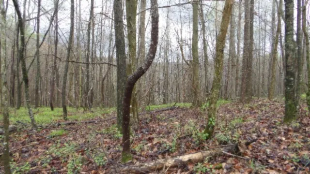 $119,000 | 0 Denton Road, Moss, TN 38575