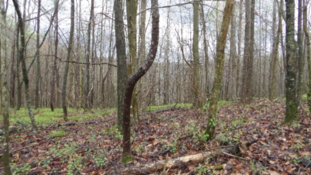 0 Denton Road Moss, TN 38575 - Photo 73 of 80 a backyard of a house with lots of green space