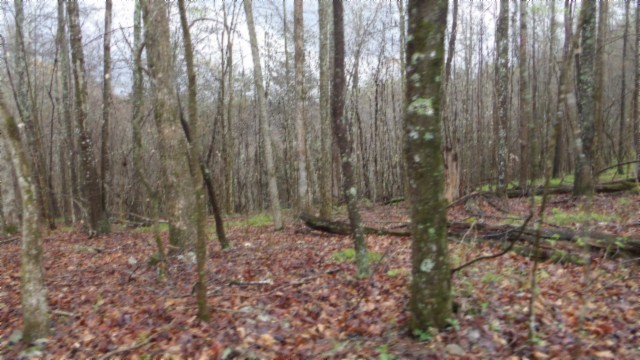 0 Denton Road Moss, TN 38575 - Photo 74 of 80