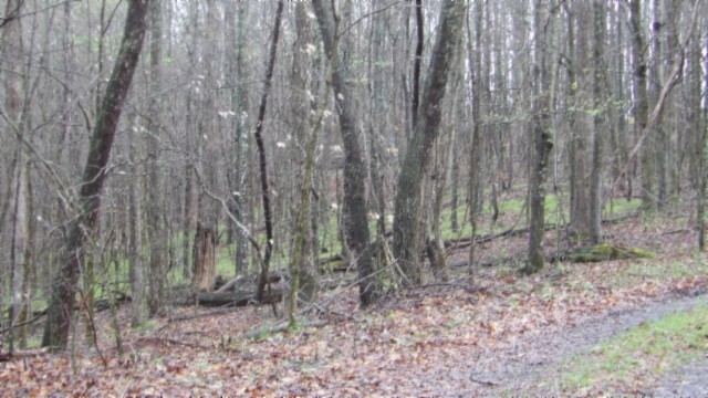 0 Denton Road Moss, TN 38575 - Photo 80 of 80 a backyard of a house with lots of green space