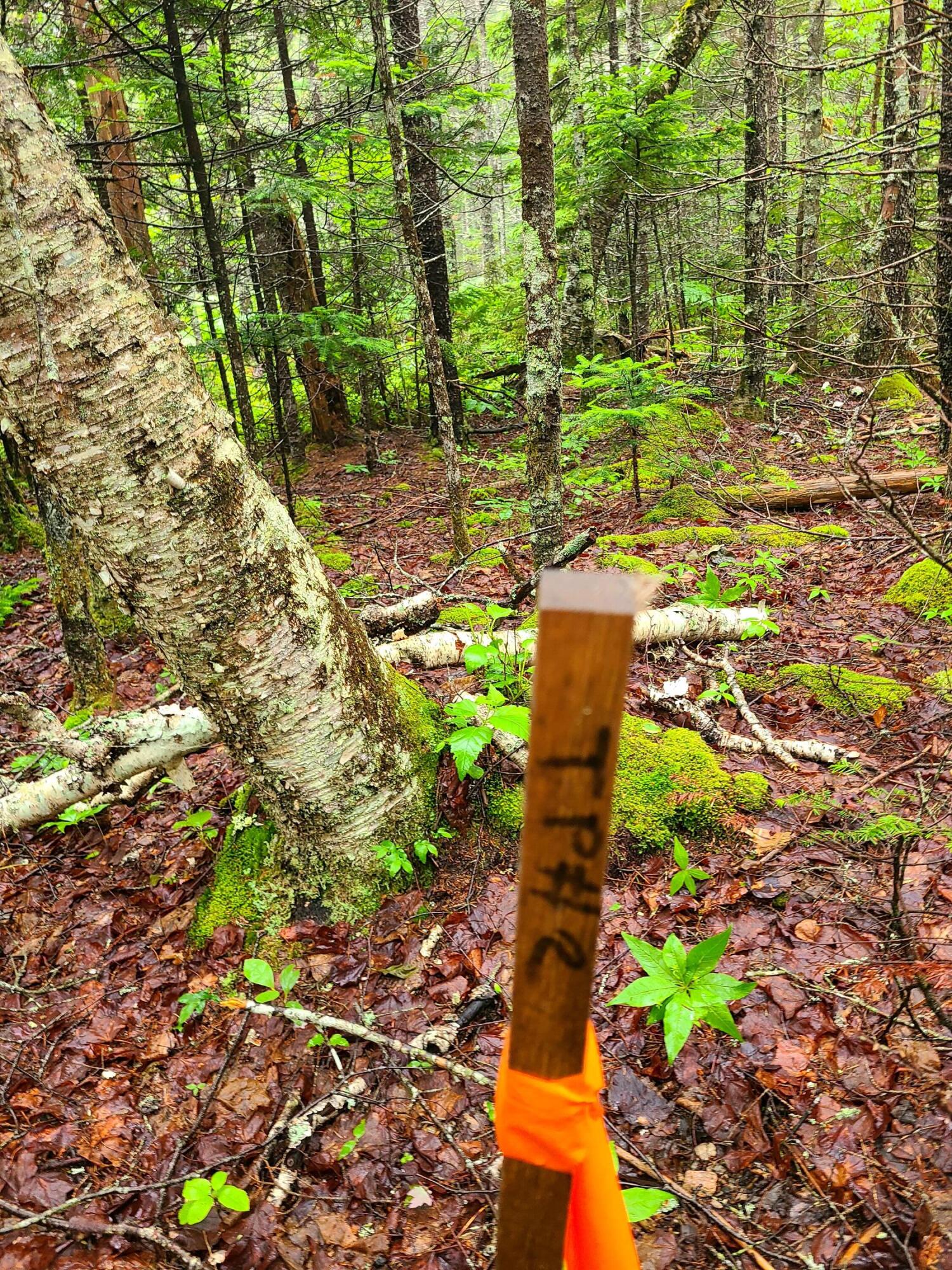 Lot 52 Paul Bunyan Road Corea, ME 04624 - Photo 7 of 8 20230627_123250