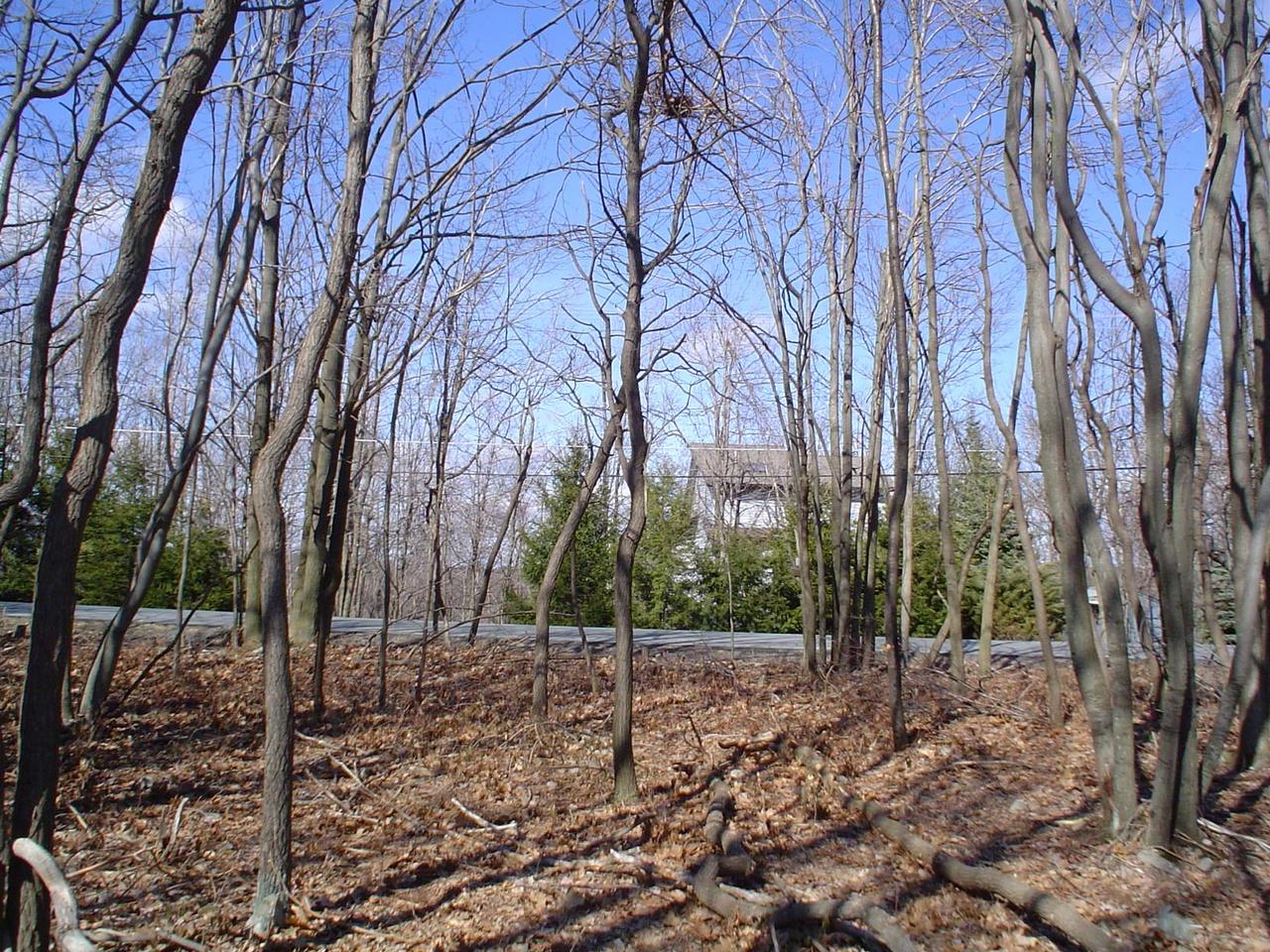 4 Brier Crest Road Blakeslee, PA 18610 - Photo 3 of 6 a view of a forest filled with trees