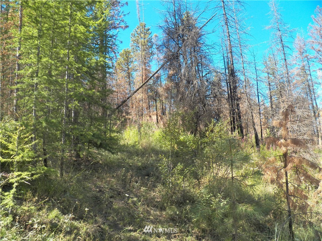 59 Red Feather Road Riverside, WA 98849 - Photo 10 of 23 Gallery Image 10