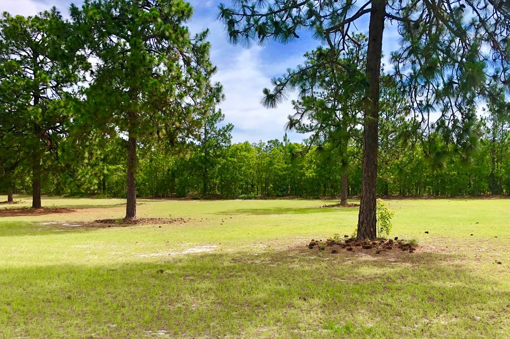 858 Windsor Road Windsor, SC 29856 - Photo 36 of 40