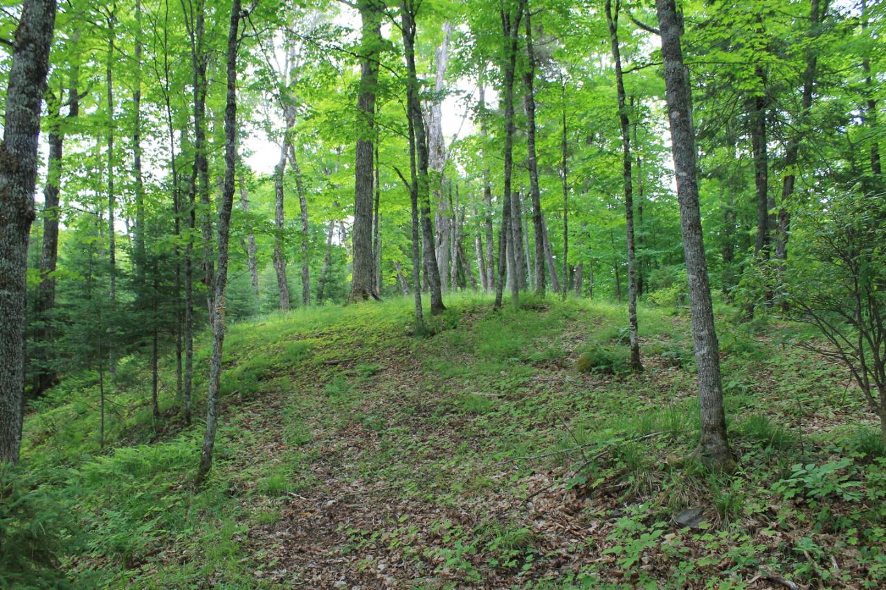 Lot One Fisher Lake Road Mercer, WI 54547 - Photo 33 of 34 Gallery Image 33