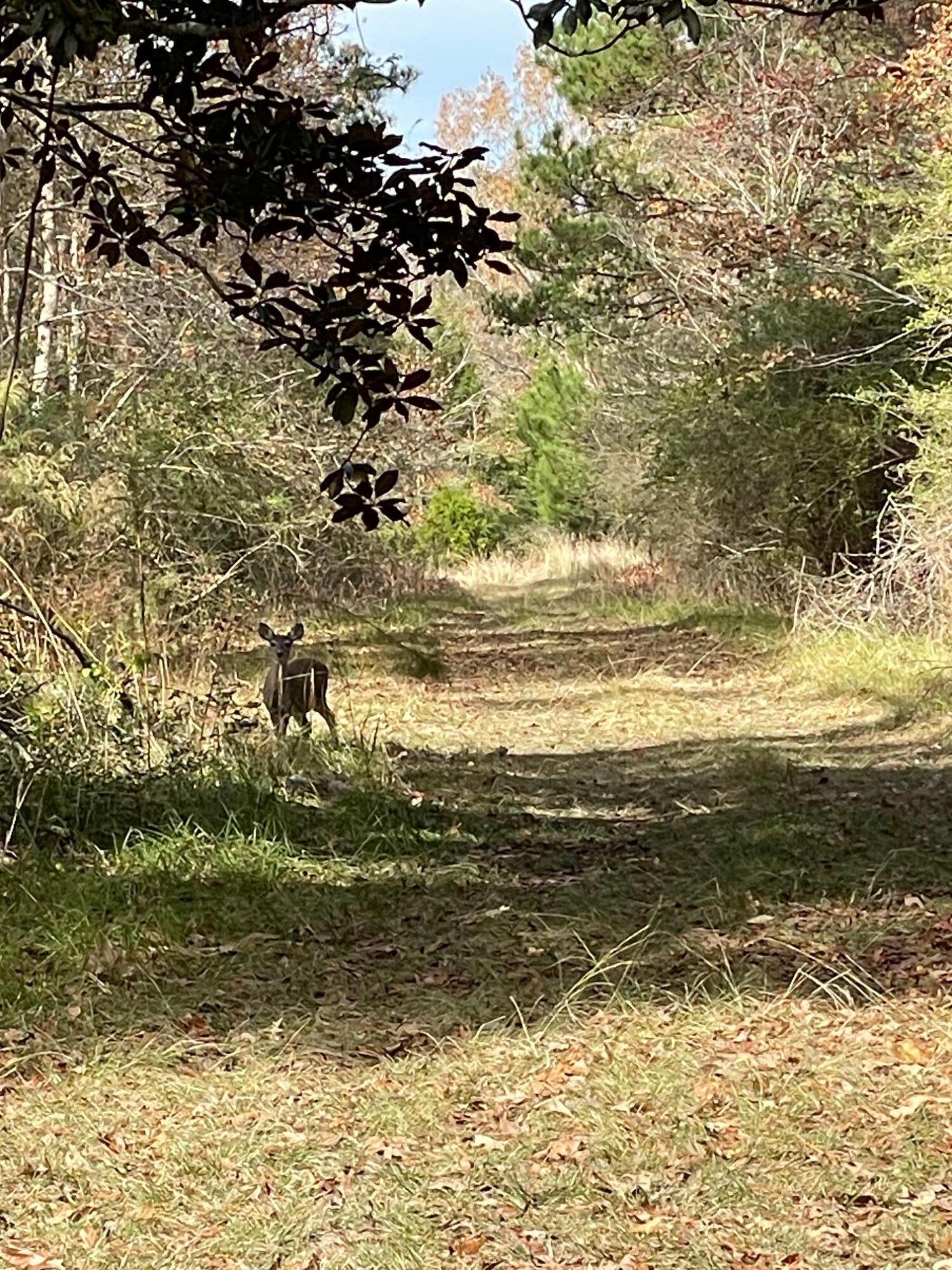 0 Gaited Horse Road Meggett, SC 29449 - Photo 5 of 7 IMG_6589