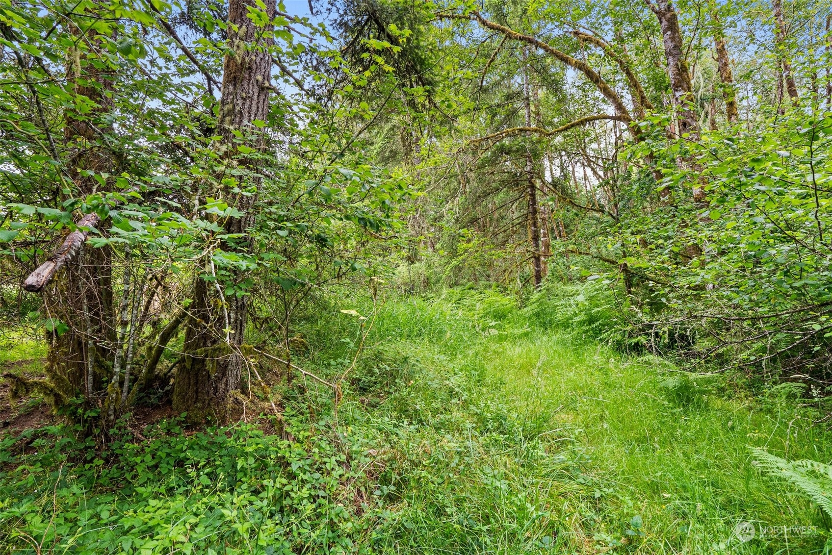 0 Howe Road Toledo, WA 98591 - Photo 9 of 16 a view of a lush green forest