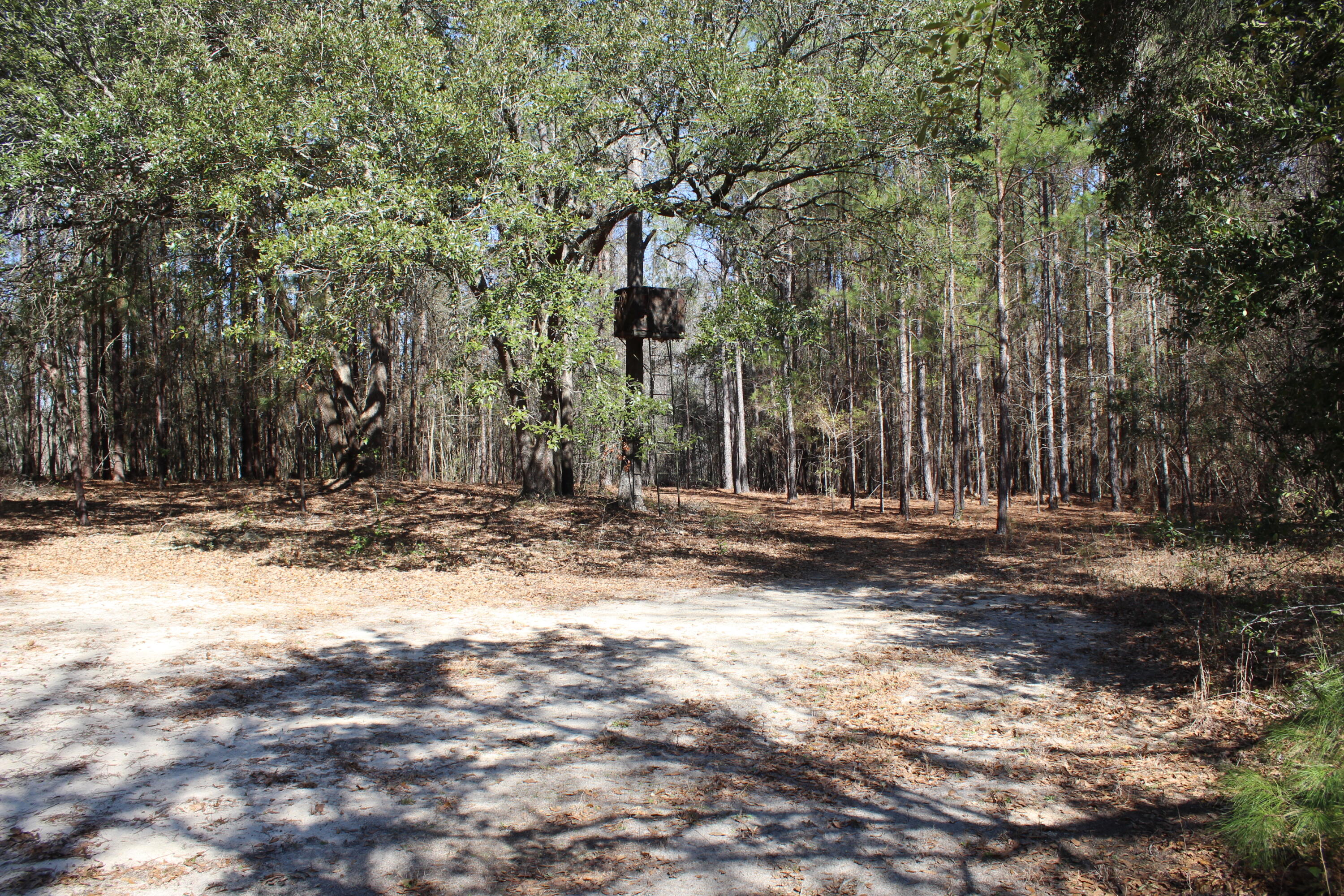 145 A Raymond Road Orangeburg, SC 29118 - Photo 40 of 52 IMG_6254
