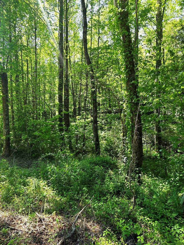 0 Vincent Colvin Road Robbinsville, NC 28771 - Photo 5 of 18