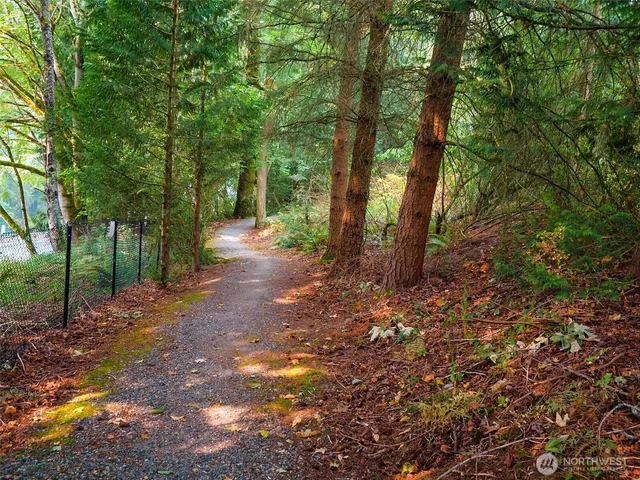 a view of a forest with trees