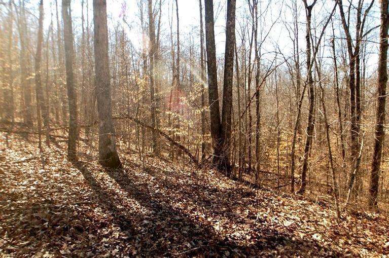 2040 Mandy Road Irvine, KY 40336 - Photo 12 of 39 Something soothing about the deep natura
