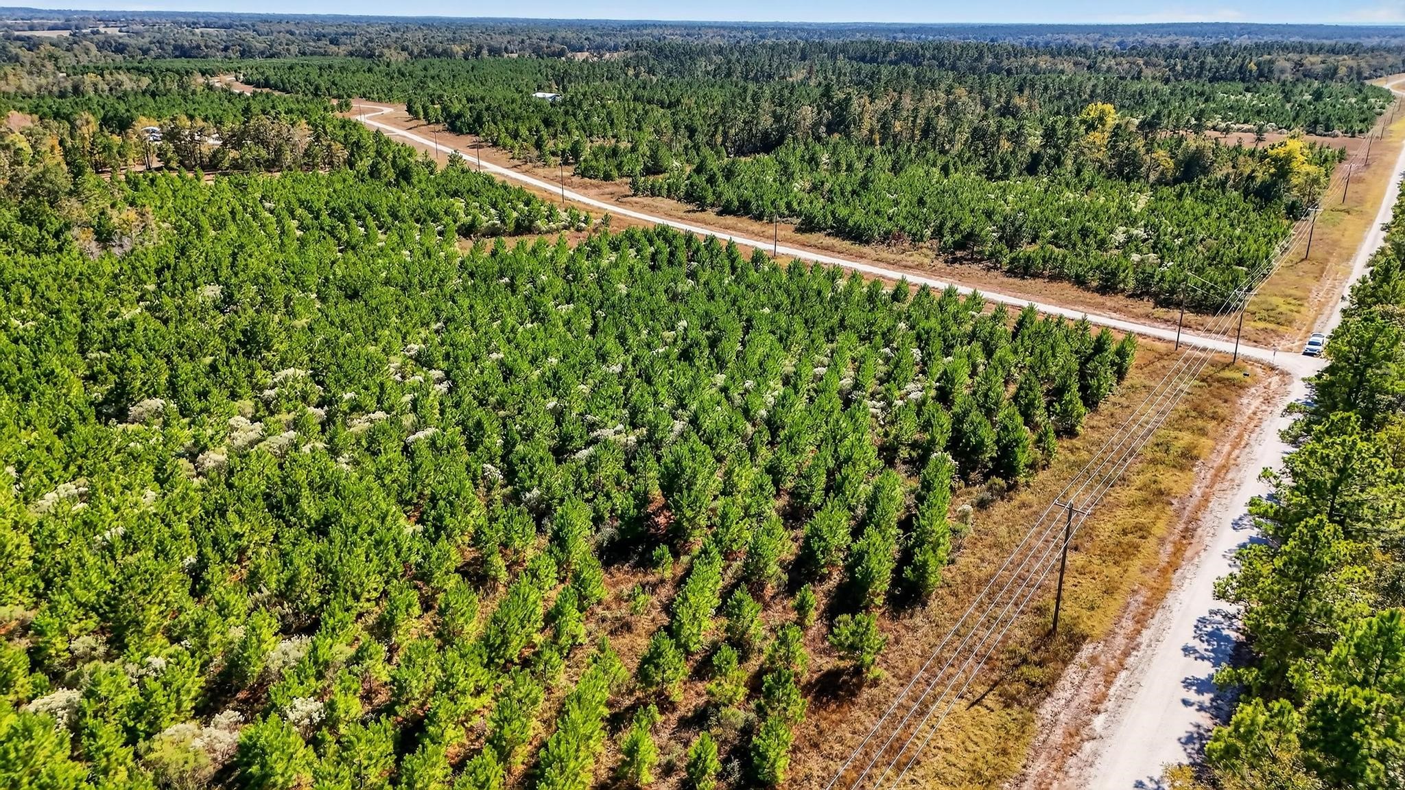 625 Trinity Trail Lovelady, TX 75851 - Photo 11 of 14