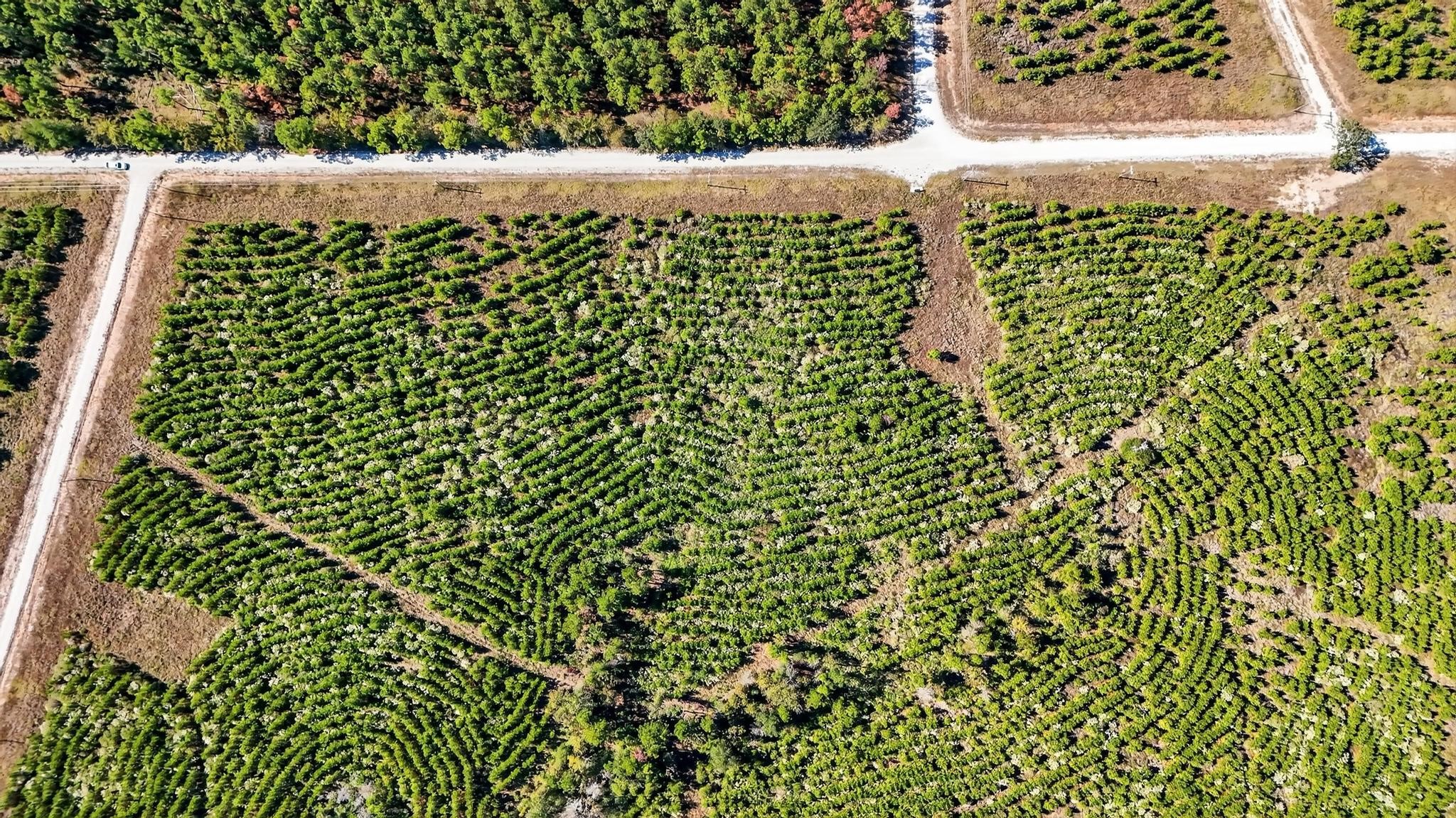 625 Trinity Trail Lovelady, TX 75851 - Photo 3 of 14